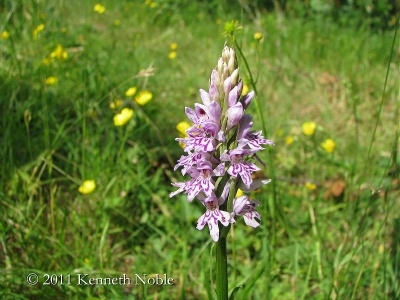 common spotted orchid (Dactylorhiza fuchsii) Kenneth Noble